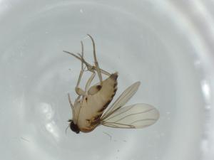  ( - BIOUG59088-B12)  @11 [ ] CreativeCommons - Attribution (2020) Centre for Biodiversity Genomics Centre for Biodiversity Genomics