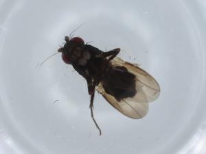  ( - BIOUG59605-G05)  @11 [ ] CreativeCommons - Attribution (2020) Centre for Biodiversity Genomics Centre for Biodiversity Genomics