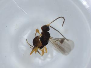  ( - BIOUG59638-F02)  @11 [ ] CreativeCommons - Attribution (2020) Centre for Biodiversity Genomics Centre for Biodiversity Genomics