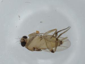  ( - BIOUG59777-H01)  @11 [ ] CreativeCommons - Attribution (2020) Centre for Biodiversity Genomics Centre for Biodiversity Genomics