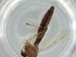  ( - BIOUG60414-E12)  @11 [ ] CreativeCommons - Attribution (2020) Centre for Biodiversity Genomics Centre for Biodiversity Genomics