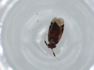  ( - BIOUG60449-E01)  @11 [ ] CreativeCommons - Attribution (2020) Centre for Biodiversity Genomics Centre for Biodiversity Genomics