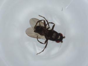  ( - BIOUG60602-B01)  @11 [ ] CreativeCommons - Attribution (2020) Centre for Biodiversity Genomics Centre for Biodiversity Genomics