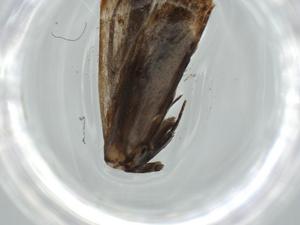  ( - BIOUG60612-F01)  @11 [ ] CreativeCommons - Attribution (2020) Centre for Biodiversity Genomics Centre for Biodiversity Genomics