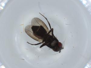  ( - BIOUG59590-F04)  @11 [ ] CreativeCommons - Attribution (2020) Centre for Biodiversity Genomics Centre for Biodiversity Genomics