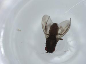  ( - BIOUG59595-C01)  @11 [ ] CreativeCommons - Attribution (2020) Centre for Biodiversity Genomics Centre for Biodiversity Genomics