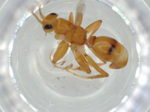  ( - BIOUG59598-F10)  @12 [ ] CreativeCommons - Attribution (2020) Centre for Biodiversity Genomics Centre for Biodiversity Genomics