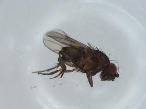  ( - BIOUG60022-G10)  @11 [ ] CreativeCommons - Attribution (2020) Centre for Biodiversity Genomics Centre for Biodiversity Genomics