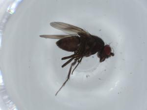  ( - BIOUG60024-C07)  @11 [ ] CreativeCommons - Attribution (2020) Centre for Biodiversity Genomics Centre for Biodiversity Genomics