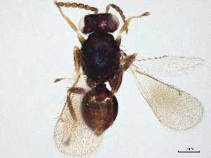  ( - BIOUG59700-G07)  @11 [ ] CreativeCommons - Attribution (2022) CBG Photography Group Centre for Biodiversity Genomics