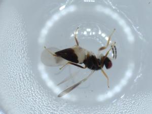  ( - BIOUG57135-F11)  @11 [ ] CreativeCommons - Attribution (2020) Centre for Biodiversity Genomics Centre for Biodiversity Genomics