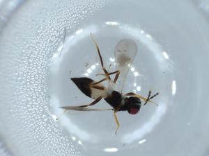  ( - BIOUG57135-G05)  @11 [ ] CreativeCommons - Attribution (2020) Centre for Biodiversity Genomics Centre for Biodiversity Genomics