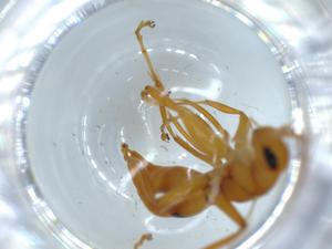  ( - BIOUG57136-A12)  @12 [ ] CreativeCommons - Attribution (2020) Centre for Biodiversity Genomics Centre for Biodiversity Genomics