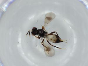  ( - BIOUG57164-E03)  @11 [ ] CreativeCommons - Attribution (2020) Centre for Biodiversity Genomics Centre for Biodiversity Genomics