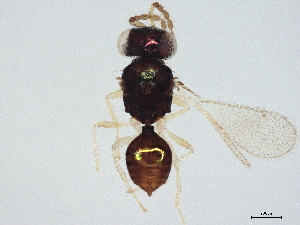  (Emersonella Malaise2033 - BIOUG57812-B09)  @11 [ ] CreativeCommons - Attribution (2022) CBG Photography Group Centre for Biodiversity Genomics