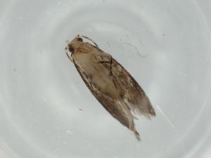  ( - BIOUG64147-C12)  @11 [ ] CreativeCommons - Attribution (2021) Centre for Biodiversity Genomics Centre for Biodiversity Genomics