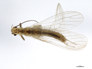  ( - 09NBSTO-0084)  @11 [ ] CreativeCommons - Attribution (2009) CBG Photography Group Centre for Biodiversity Genomics