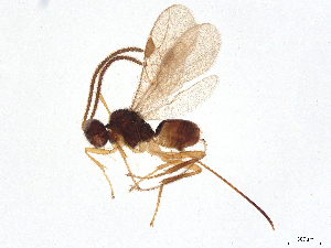  ( - BIOUG58974-F02)  @11 [ ] CreativeCommons - Attribution (2021) CBG Photography Group Centre for Biodiversity Genomics