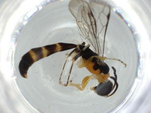  ( - BIOUG58974-C12)  @11 [ ] CreativeCommons - Attribution (2020) Centre for Biodiversity Genomics Centre for Biodiversity Genomics