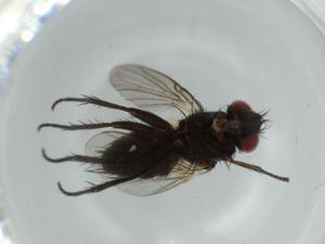  ( - BIOUG58996-A12)  @11 [ ] CreativeCommons - Attribution (2020) Centre for Biodiversity Genomics Centre for Biodiversity Genomics