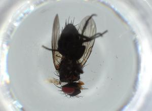  ( - BIOUG58996-B05)  @11 [ ] CreativeCommons - Attribution (2020) Centre for Biodiversity Genomics Centre for Biodiversity Genomics