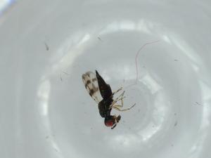  ( - BIOUG60109-G11)  @11 [ ] CreativeCommons - Attribution (2020) Centre for Biodiversity Genomics Centre for Biodiversity Genomics