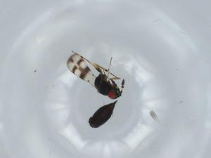  ( - BIOUG60120-C02)  @11 [ ] CreativeCommons - Attribution (2020) Centre for Biodiversity Genomics Centre for Biodiversity Genomics