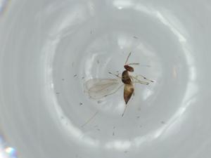  ( - BIOUG60135-A02)  @11 [ ] CreativeCommons - Attribution (2020) Centre for Biodiversity Genomics Centre for Biodiversity Genomics