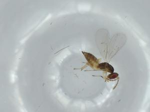  ( - BIOUG60135-E06)  @11 [ ] CreativeCommons - Attribution (2020) Centre for Biodiversity Genomics Centre for Biodiversity Genomics