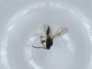  ( - BIOUG60136-B10)  @11 [ ] CreativeCommons - Attribution (2020) Centre for Biodiversity Genomics Centre for Biodiversity Genomics