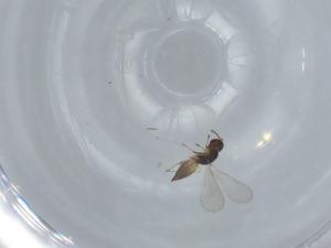  ( - BIOUG60136-A06)  @11 [ ] CreativeCommons - Attribution (2020) Centre for Biodiversity Genomics Centre for Biodiversity Genomics