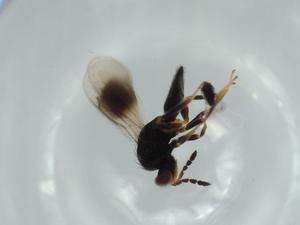  ( - BIOUG60167-E02)  @11 [ ] CreativeCommons - Attribution (2020) Centre for Biodiversity Genomics Centre for Biodiversity Genomics