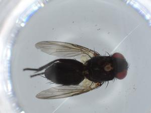  ( - BIOUG60901-F08)  @11 [ ] CreativeCommons - Attribution (2020) Centre for Biodiversity Genomics Centre for Biodiversity Genomics