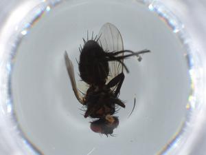  ( - BIOUG60919-F11)  @11 [ ] CreativeCommons - Attribution (2020) Centre for Biodiversity Genomics Centre for Biodiversity Genomics