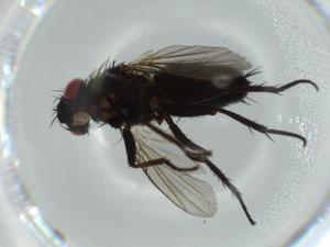  ( - BIOUG60920-B06)  @11 [ ] CreativeCommons - Attribution (2020) Centre for Biodiversity Genomics Centre for Biodiversity Genomics