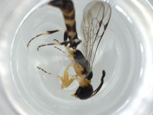  ( - BIOUG60529-H05)  @11 [ ] CreativeCommons - Attribution (2020) Centre for Biodiversity Genomics Centre for Biodiversity Genomics