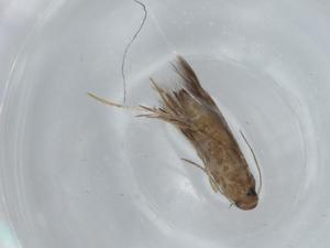  ( - BIOUG60519-H03)  @11 [ ] CreativeCommons - Attribution (2020) Centre for Biodiversity Genomics Centre for Biodiversity Genomics