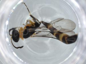  ( - BIOUG60511-A04)  @11 [ ] CreativeCommons - Attribution (2020) Centre for Biodiversity Genomics Centre for Biodiversity Genomics