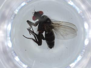  ( - BIOUG59299-F10)  @11 [ ] CreativeCommons - Attribution (2020) Centre for Biodiversity Genomics Centre for Biodiversity Genomics