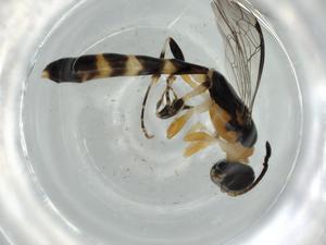  ( - BIOUG60502-A01)  @11 [ ] CreativeCommons - Attribution (2020) Centre for Biodiversity Genomics Centre for Biodiversity Genomics