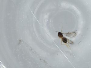  ( - BIOUG60387-A10)  @11 [ ] CreativeCommons - Attribution (2020) Centre for Biodiversity Genomics Centre for Biodiversity Genomics