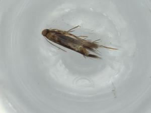  ( - BIOUG60226-D01)  @11 [ ] CreativeCommons - Attribution (2020) Centre for Biodiversity Genomics Centre for Biodiversity Genomics