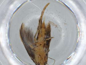  ( - BIOUG60972-F02)  @11 [ ] CreativeCommons - Attribution (2020) Centre for Biodiversity Genomics Centre for Biodiversity Genomics