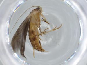  ( - BIOUG60991-E05)  @11 [ ] CreativeCommons - Attribution (2020) Centre for Biodiversity Genomics Centre for Biodiversity Genomics