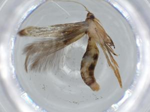  ( - BIOUG60991-F02)  @11 [ ] CreativeCommons - Attribution (2020) Centre for Biodiversity Genomics Centre for Biodiversity Genomics