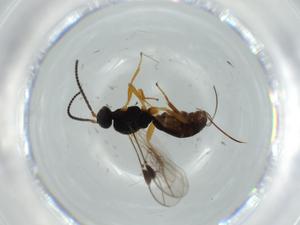  ( - BIOUG61227-G10)  @11 [ ] CreativeCommons - Attribution (2020) Centre for Biodiversity Genomics Centre for Biodiversity Genomics