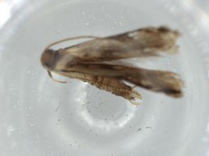  ( - BIOUG59263-C09)  @11 [ ] CreativeCommons - Attribution (2020) Centre for Biodiversity Genomics Centre for Biodiversity Genomics