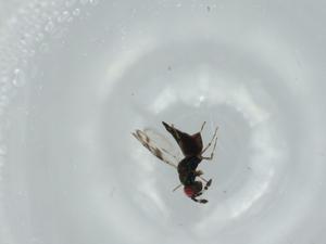  ( - BIOUG59282-F03)  @11 [ ] CreativeCommons - Attribution (2020) Centre for Biodiversity Genomics Centre for Biodiversity Genomics