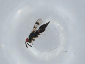  ( - BIOUG62270-E08)  @11 [ ] CreativeCommons - Attribution (2021) Centre for Biodiversity Genomics Centre for Biodiversity Genomics