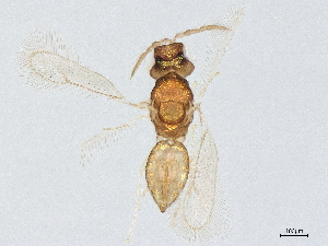  (eulophMalaise01 Malaise5661 - BIOUG62276-G11)  @11 [ ] CreativeCommons - Attribution (2022) CBG Photography Group Centre for Biodiversity Genomics